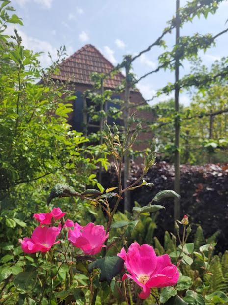 Studio Nok Bij Den Bosch Den Dungen Eksteriør bilde